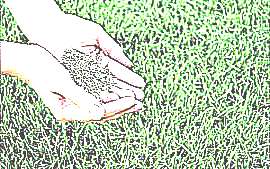 Семена злаковых (рисунок)