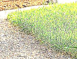 Кормовая трава